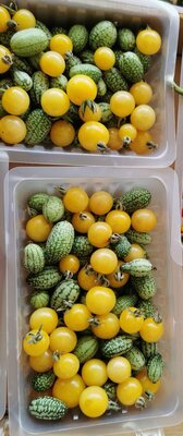 Duo cucamelons et tomates cerises