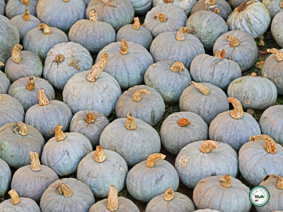 Courge blue ballet