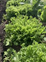 Chicorée frisée magnifique