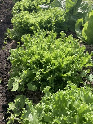 Chicorée frisée magnifique
