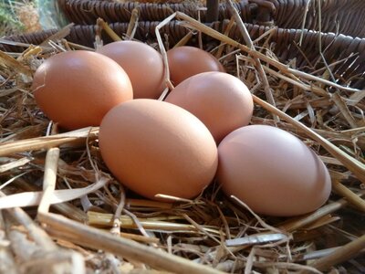 6 oeufs de poule