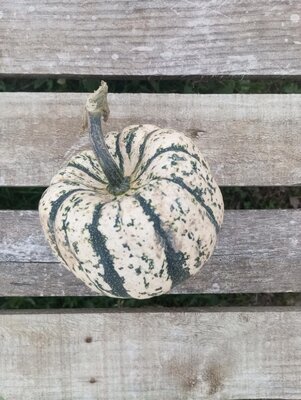 Courge patidou