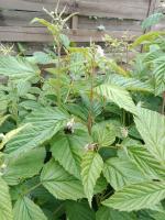 Framboisier remontant ruby 1.5l