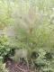 Fenouil bronze et vert 0.5 l - image 2