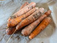 Carotte de conservation