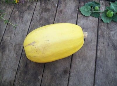 Courge spaghetti
