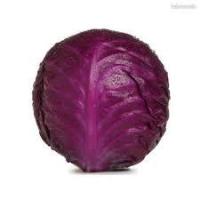 Chou rouge lisse bio