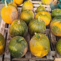 Courge jack o'lantern