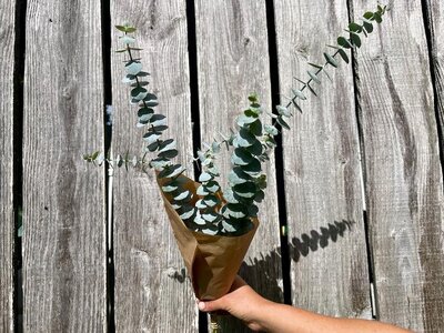 Fleurs botte - eucalyptus