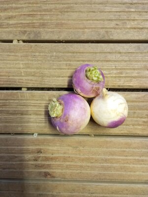 Navet violet