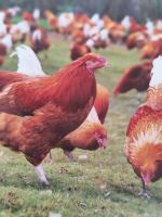 Chapon prêt à cuire poids entre 2.7 et 3.2kg.