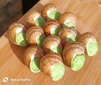 Coquilles d'escargots à la bourguignonne 1dz