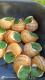 Coquilles d'escargots à la bourguignonne 1dz - image 4