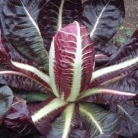 Chicorée rouge de trévise