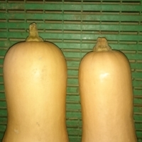 Courge butternut déclassée à la pièce