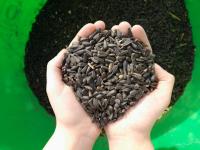 Graines de tournesol pour oiseaux