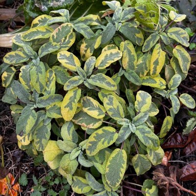 Sauge officinale bicolore 0.5l