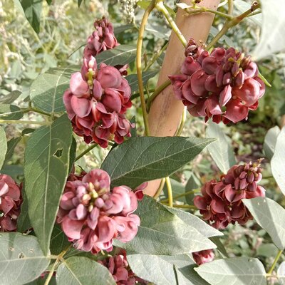 Glycine tubéreuse - 0.5 l