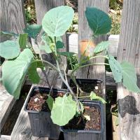 Chou purple tree collard 0.5 l