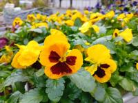 Barquette 6 pensées à grosses fleurs jaunes