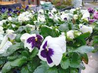 Barquette 6 pensées à grosses fleurs blanches