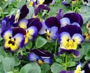 Barquette 6 pensées midnight glow