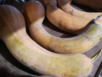 Courge longue de nice au kg