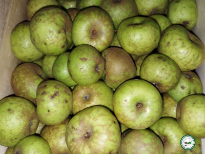 Pomme 'armoise'