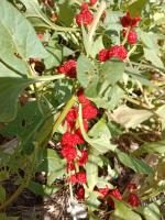 Epinard fraise - 0.5l