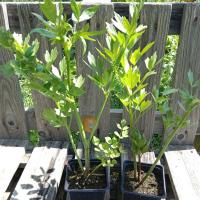 Livèche / ache des montagnes - 0.5 l