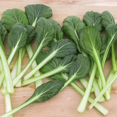 Chou tatsoi