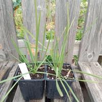 Tulbaghia - ail d'afrique du sud 0.5 l