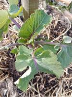 Chou taunton deane 0.5l