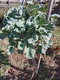 Chou taunton deane 0.5l - image 2