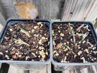 Ail des montagnes - 0.5l