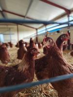 Oeufs bio - boîte de 6