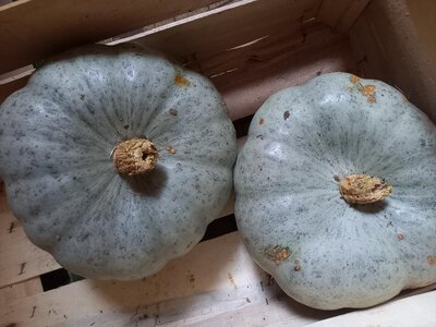 Bleu de hongrie