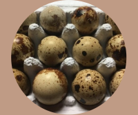 Oeufs de cailles par boîte de 6,12 ou 18