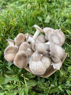 Pleurote black pearl