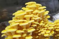 Pleurote jaune / pleurote citron