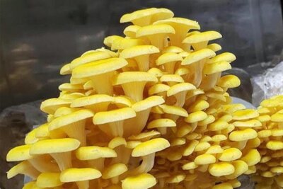 Pleurote jaune / pleurote citron