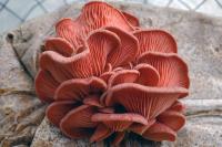 Pleurote rose / pleurote di amor