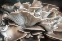 Pleurote pulmonaire / pleurote italien