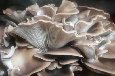 Pleurote pulmonaire / pleurote italien
