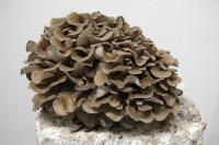 Maïtaké / poule des bois