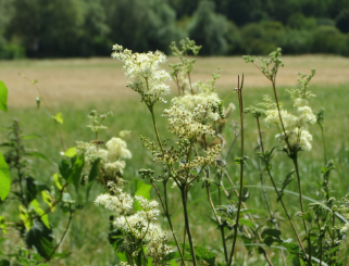 Reine des près- filipendula ulmaria