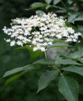 Sureau- sambucus nigra