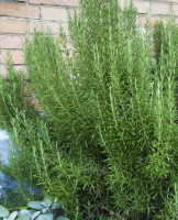 Romarin- rosmarinus officinalis