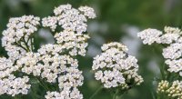 Achillée millefeuille- achillea millefolium