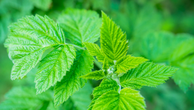 Framboisier- rubus ideaus